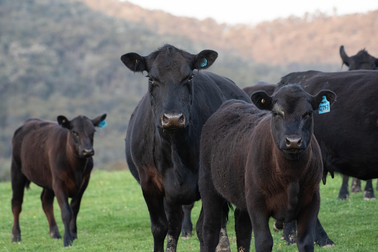 ¿Vale la pena suplementar vacas en lactancia temprana?