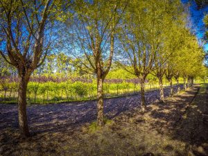 Cazón: el pueblo verde donde los árboles florecen en comunidad