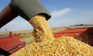 MAIZ, precios y costos más altos en US$ pero caen en quintales