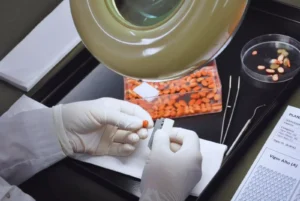 Semillas viables, la base del éxito agrícola