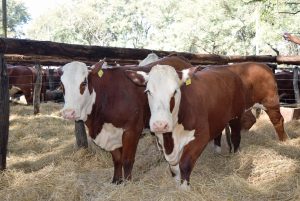 Más allá de las circunstancias, los vientres de calidad se venden con fluidez