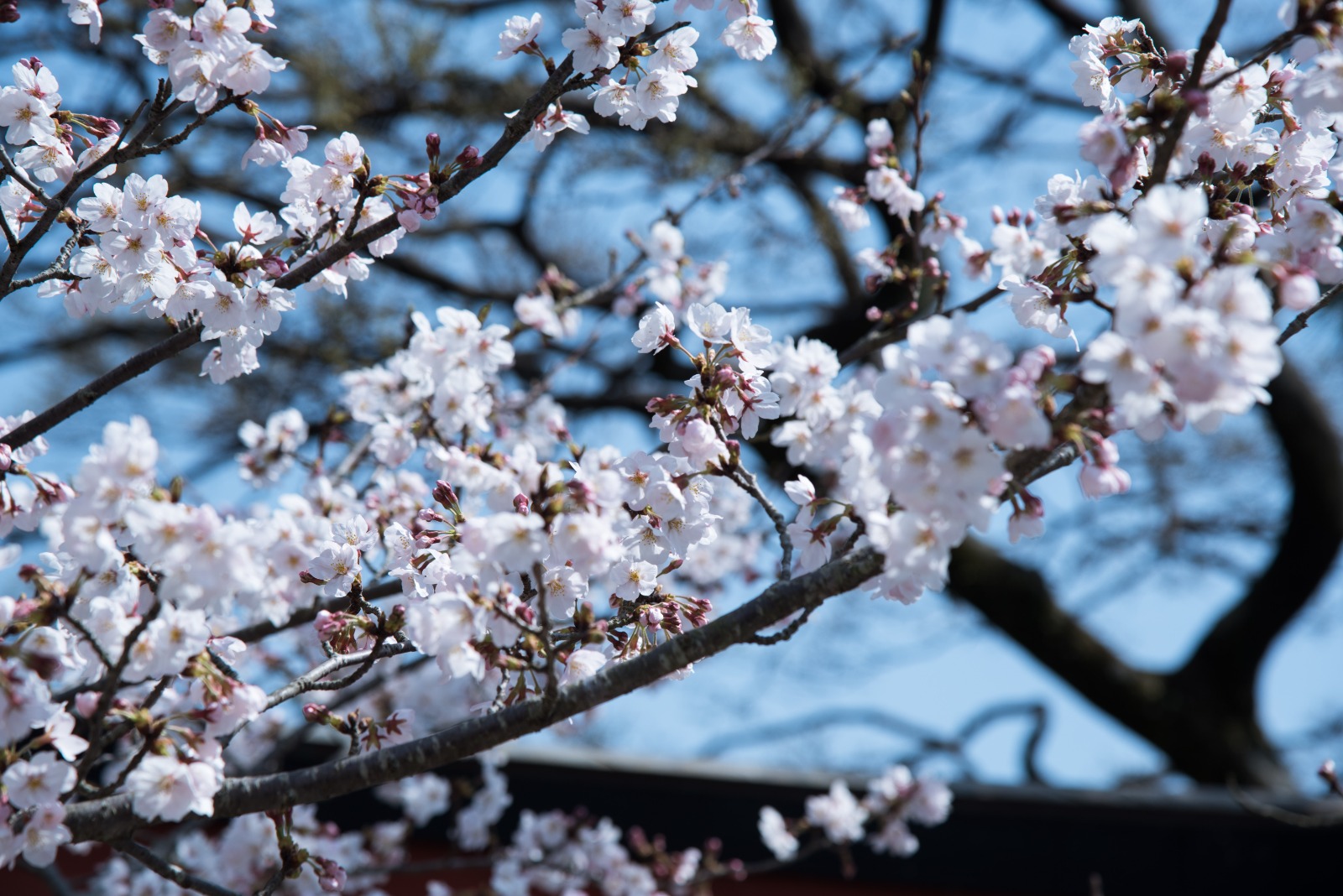 En tierras platenses, Japón echó raíces y florece el «Bon Odori»