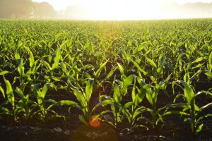 La agricultura por ambientes gana adeptos entre los jóvenes