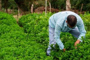 Lanzan un Registro para simplificar el acceso de pequeños productores a la asistencia estatal