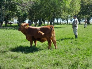 Mundial Brangus: continúa la gira por las cabañas