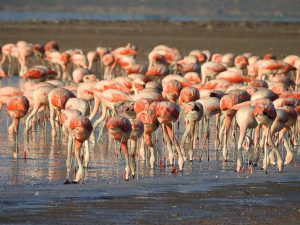 Las aves del noroeste bonaerense en primer plano