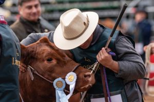 Limangus suma herramientas para lograr mayor eficiencia en la selección de animales