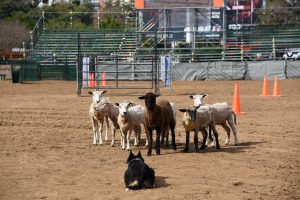 “El arreo que hace el perro puede ser para mover 600 o 700 ovejas»