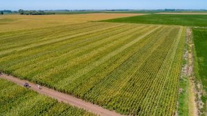 Éxito en ensayos de maíz bajo condiciones climáticas desafiantes