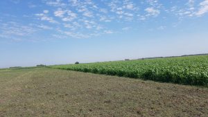 Agricultura Resiliente en el Noroeste: Estrategias ante el clima extremo