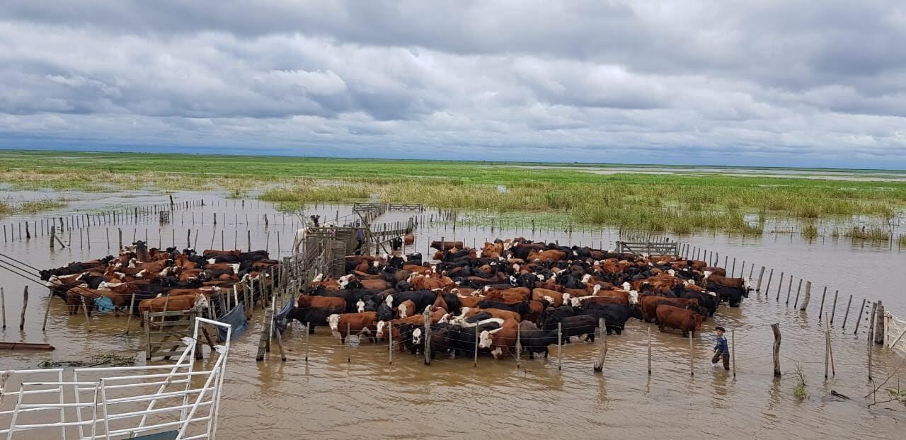 Más de 5 Millones de Cabezas en riesgo por la crecida del Paraná