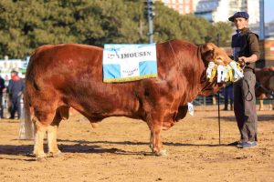 Un toro argentino se coronó como el segundo Limousin del mundo y el mejor de Sudamérica