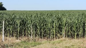 Desafío agropecuario: lluvias cruciales en un escenario crítico para los cultivos de soja y maíz