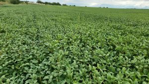 ¡Hay cosecha! Buenas noticias en el horizonte agrícola del noroeste bonaerense