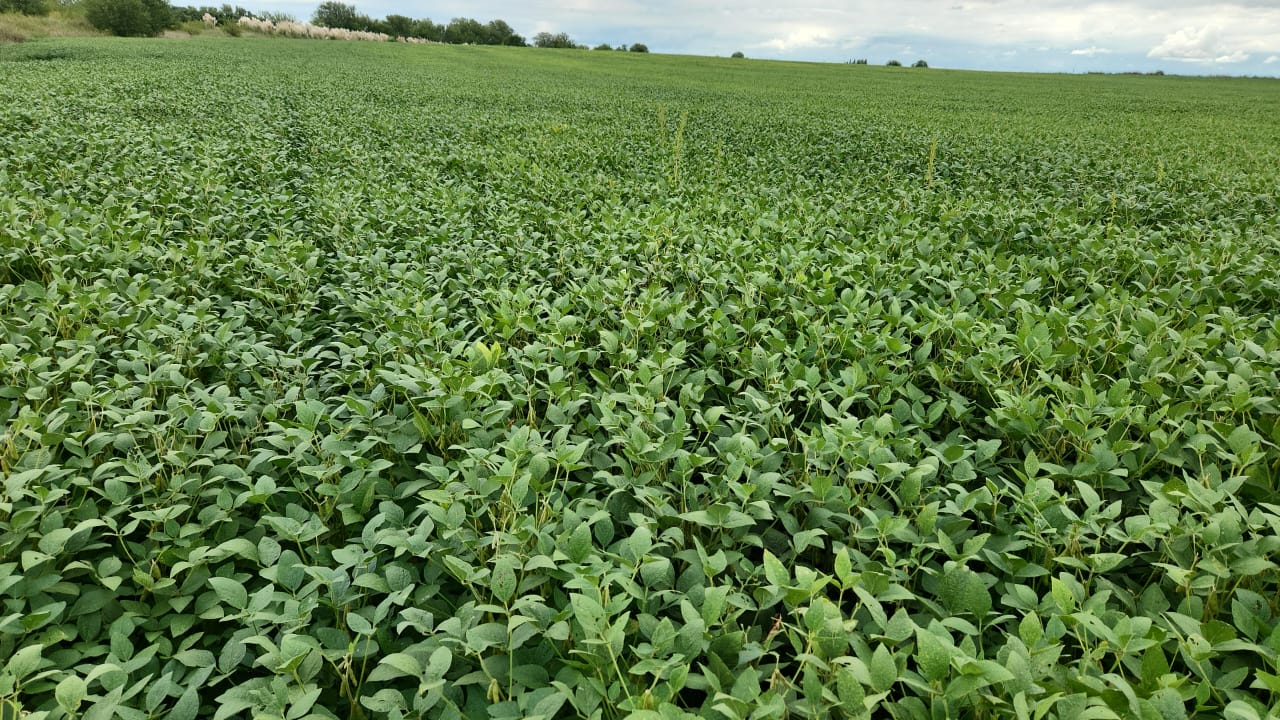 ¡Hay cosecha! Buenas noticias en el horizonte agrícola del noroeste bonaerense