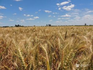 La siembra de trigo, el cultivo que representa dinero fresco para el productor