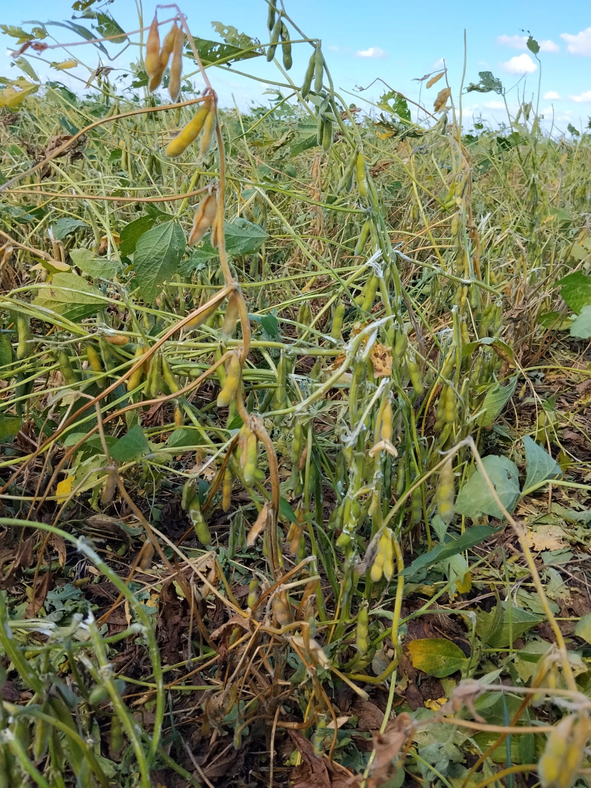 Un fuerte temporal causó destrozos en cultivos e instalaciones agrícolas-ganaderas y urbanas en el sur cordobés
