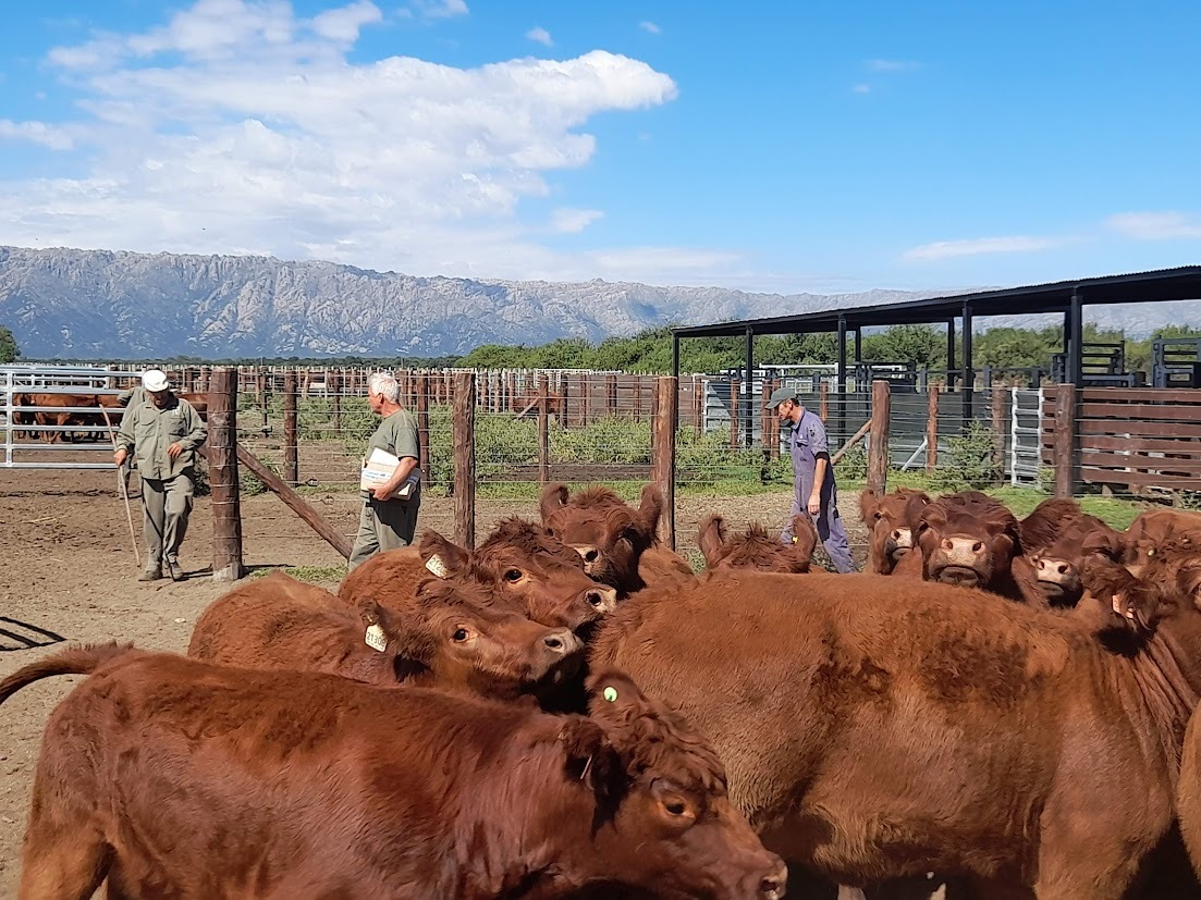 La caracterización de Limangus abre nuevas oportunidades para la selección genética
