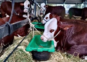 Feed Plast lleva sus soluciones para la ganadería a la Nacional Primavera Braford