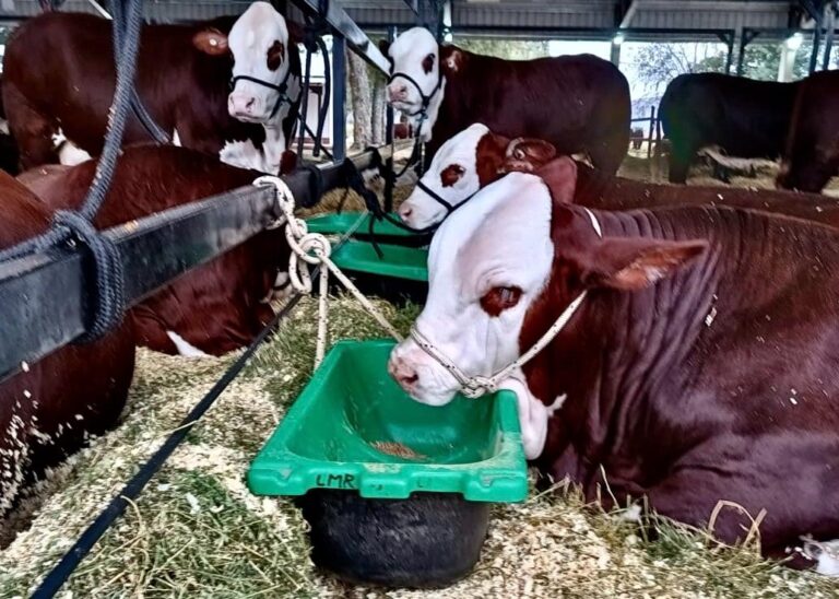 Feed Plast lleva sus soluciones para la ganadería a la Nacional Primavera Braford
