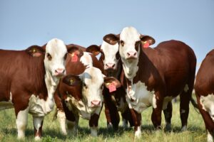 Ceta Capital Humano pone el foco en el talento que demanda la cadena ganadera