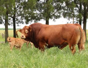 24/02 – LIMOUSIN SE SUMA A EXPOAGRO