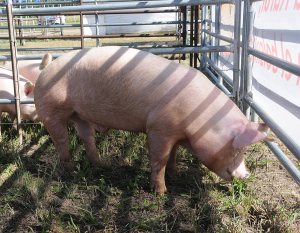 31/01 – EXPOAGRO LE DA LA BIENVENIDA AL SECTOR PORCINO