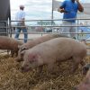 08/03 – EL SECTOR PORCINO PUSO PRIMERA EN EXPOAGRO