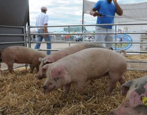 08/03 – EL SECTOR PORCINO PUSO PRIMERA EN EXPOAGRO