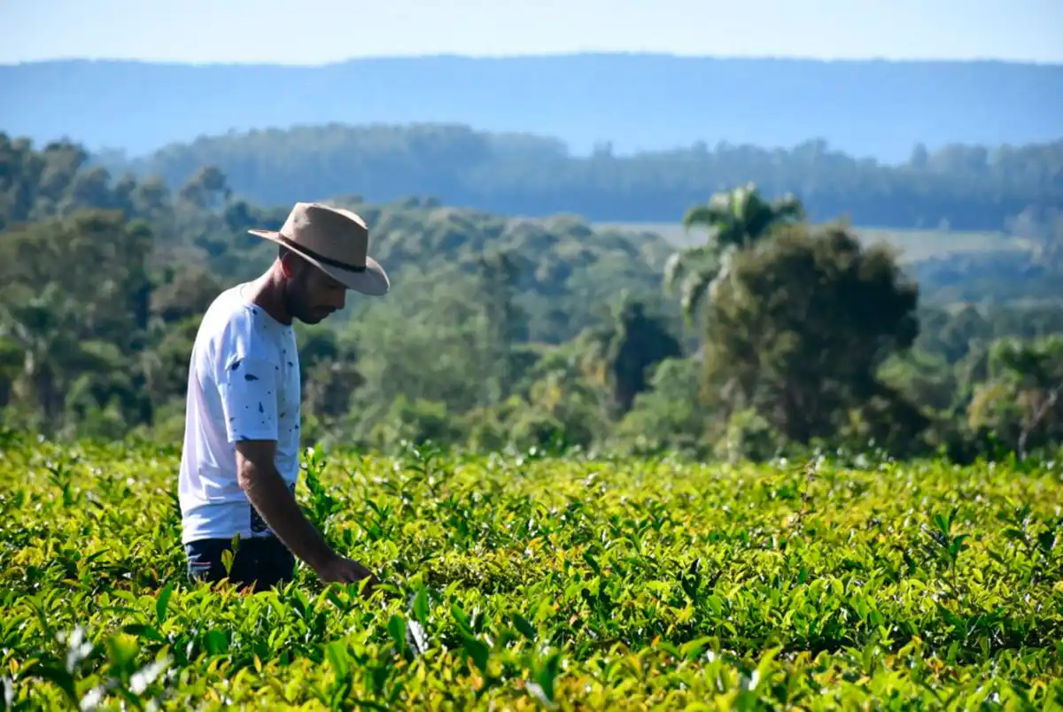 Extractos de yerba mate para el desarrollo de nuevos productos