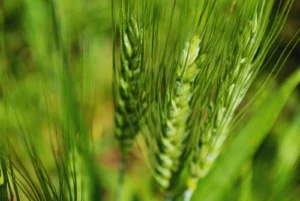 Detectan bajos niveles de zinc en suelos que podrían comprometer el rendimiento de trigo y cebada