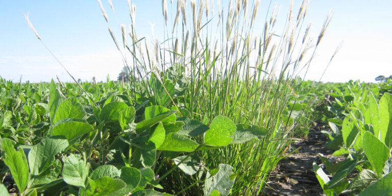 Alerta Roja: Se confirmó resistencia de Chloris virgata a haloxifop metil y a glifosato en dos biotipos del centro de Córdoba