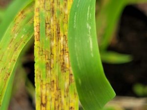 Mancha en red en cebada: ¿Qué hay detrás de la resistencia a esta enfermedad foliar?