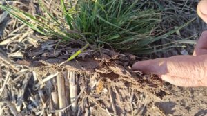 Cielos abiertos, suelos cerrados: el enemigo oculto que frena el potencial agrícola