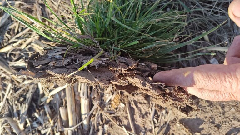 Cielos abiertos, suelos cerrados: el enemigo oculto que frena el potencial agrícola - Expoagro - Edición YPF Agro