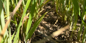 ¿Qué proporción de gramíneas debería tener una rotación para maximizar los rindes y la captura de carbono?