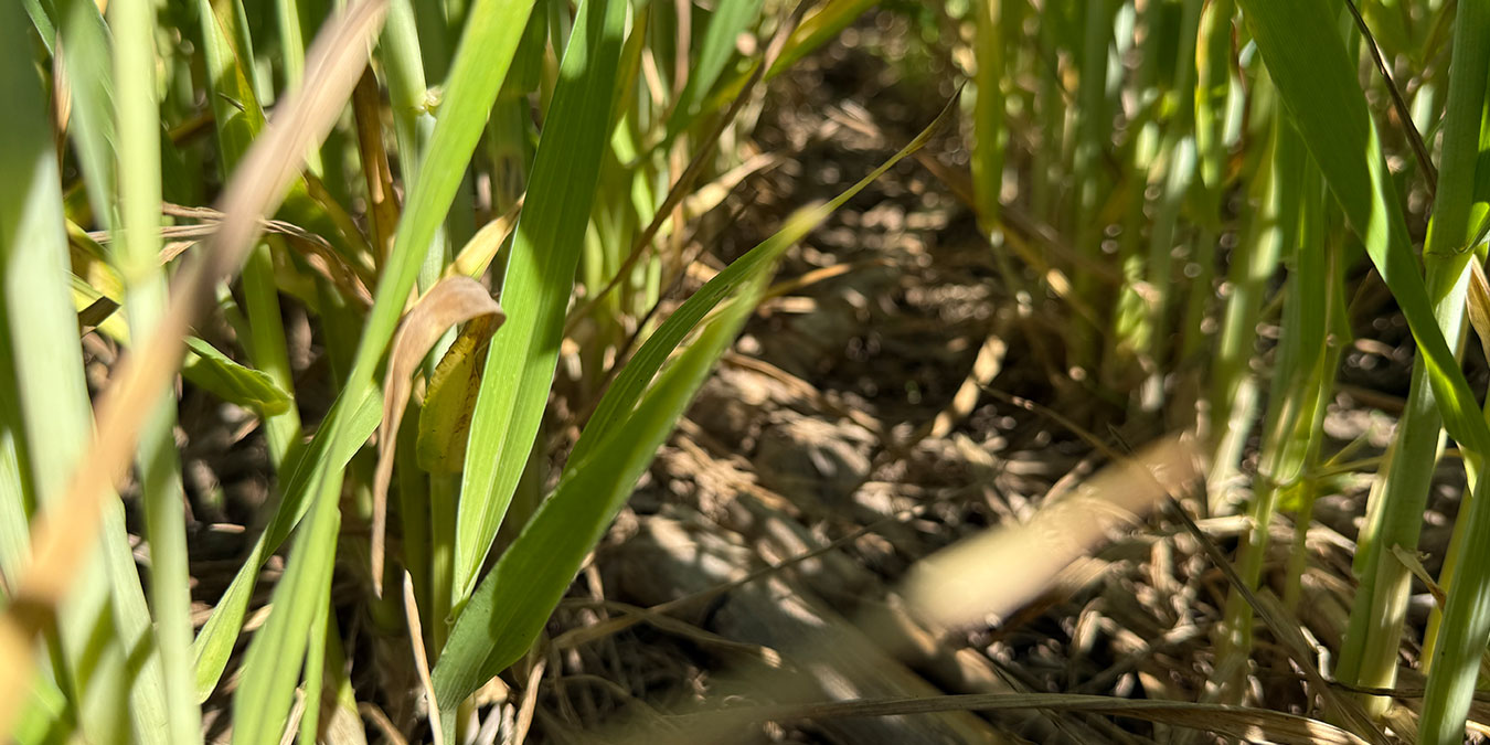 ¿Qué proporción de gramíneas debería tener una rotación para maximizar los rindes y la captura de carbono?