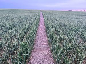 Bioestimulantes en trigo: Ensayos en la Región Pampeana muestran sinergias con la fertilización tradicional que potencian los rindes