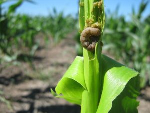 Sembré un Bt: ¿los insectos son un problema controlado?