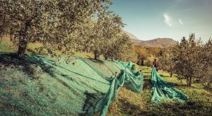 Del fruto dorado a la gastronomía multifacética: el asombroso camino de la aceituna