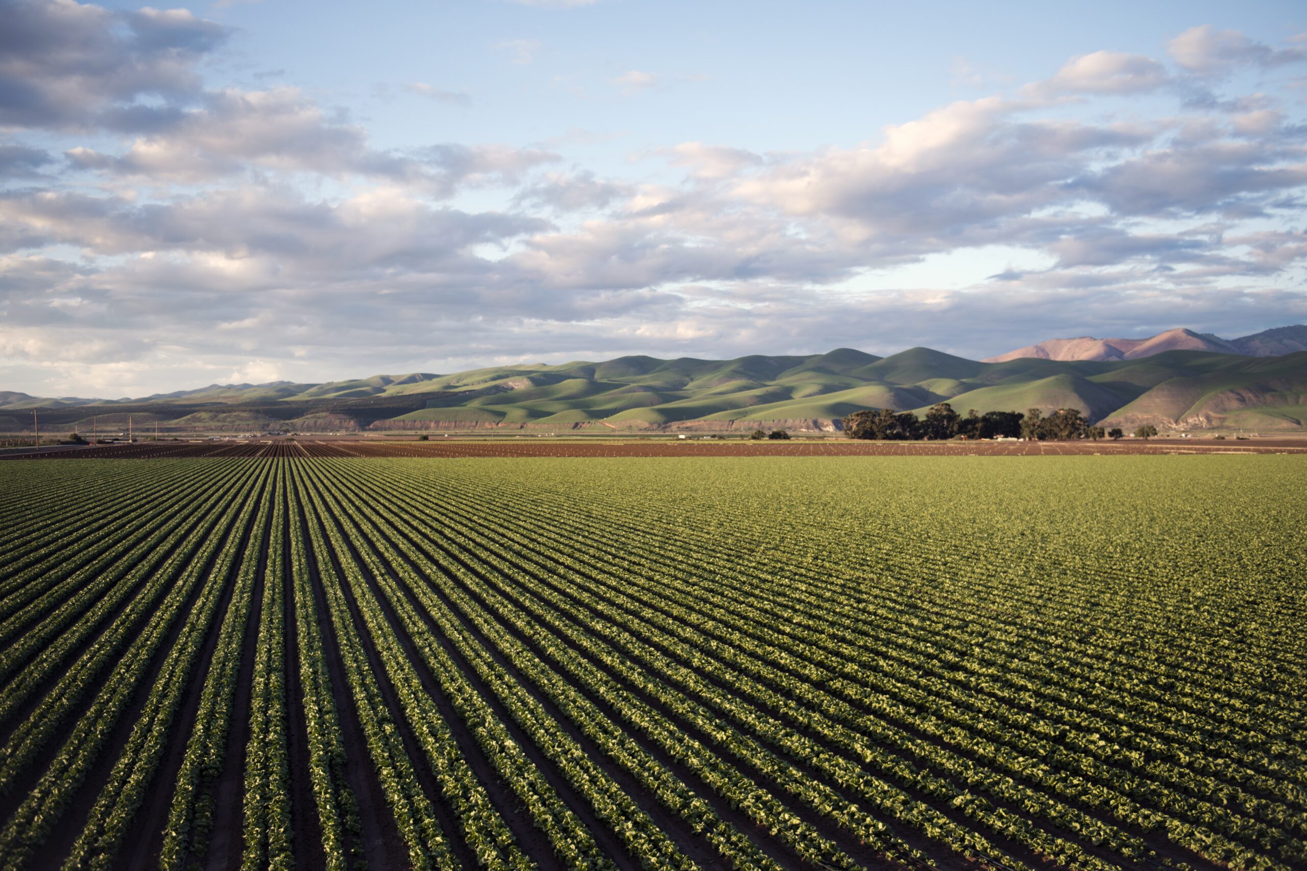 Día Mundial de la Agricultura: valorar a quienes siembran futuro