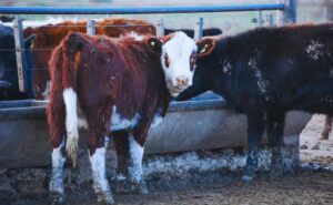 Fiebre aftosa: ¿Qué estatus tiene Argentina?