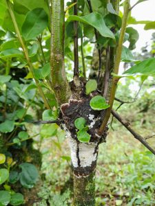 Recomendaciones para productores yerbateros por agallas en plantas