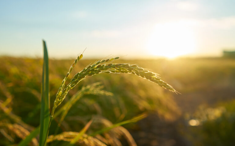 La ventana de siembra es cada vez más corta: Por qué cada hora en el campo vale más que nunca - Expoagro - Edición YPF Agro