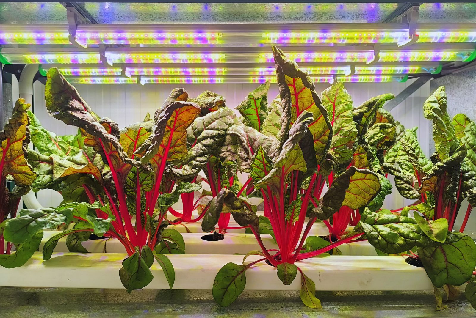 La agricultura vertical gana terreno por su eficiencia hídrica