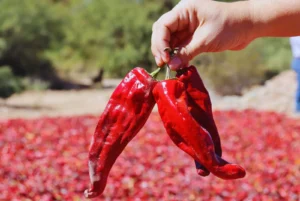 El Pimentón de Salta obtiene denominación de origen