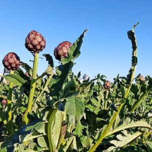Alcaucil, la flor que vino a ofrecer su corazón