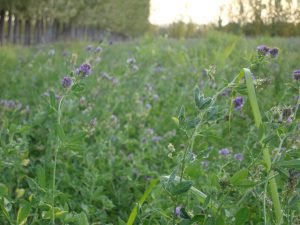 Alfalfa: ¿cómo alcanzar un forraje de calidad?