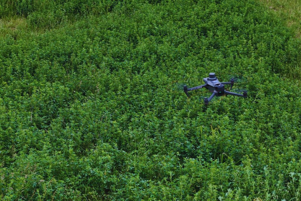 Con drones comerciales y aprendizaje automático detectan malezas en alfalfa