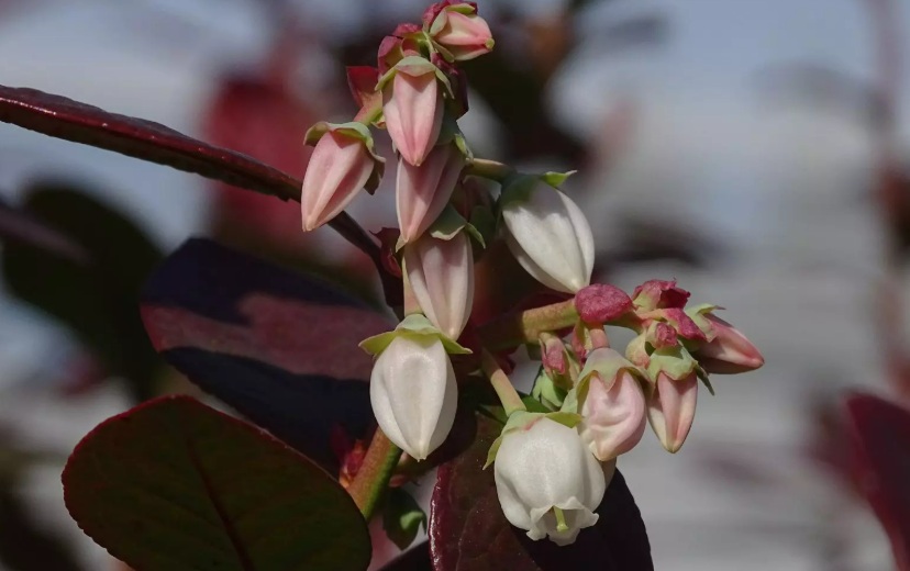 Arándanos: Investigación genética para mejorar productividad